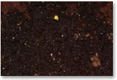 Vermicompost Tray