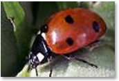 Ladybird Beetle