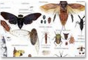 Friendly Insects