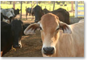 Cattle