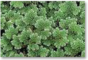 Azolla Mat
