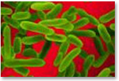 Pseudomonas