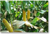 Maize