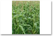 Maize
