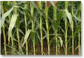 Maize